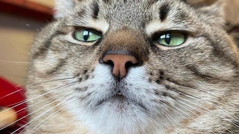 kedi