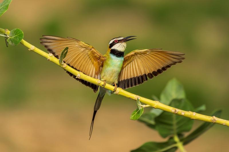 Suudiler mevsimlik göç zamanında kuşları bekliyor.jpg