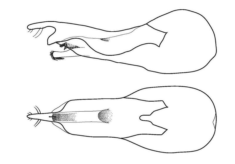 new-beetle-species-has-1.jpg