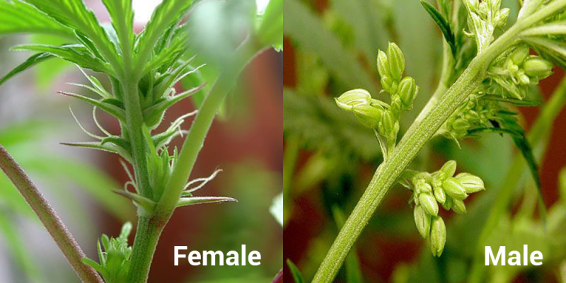 Male-and-Female-Cannabis-Plants-Banner-copy.png