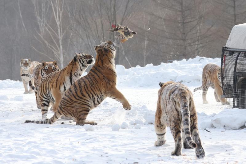 Amur kaplanları