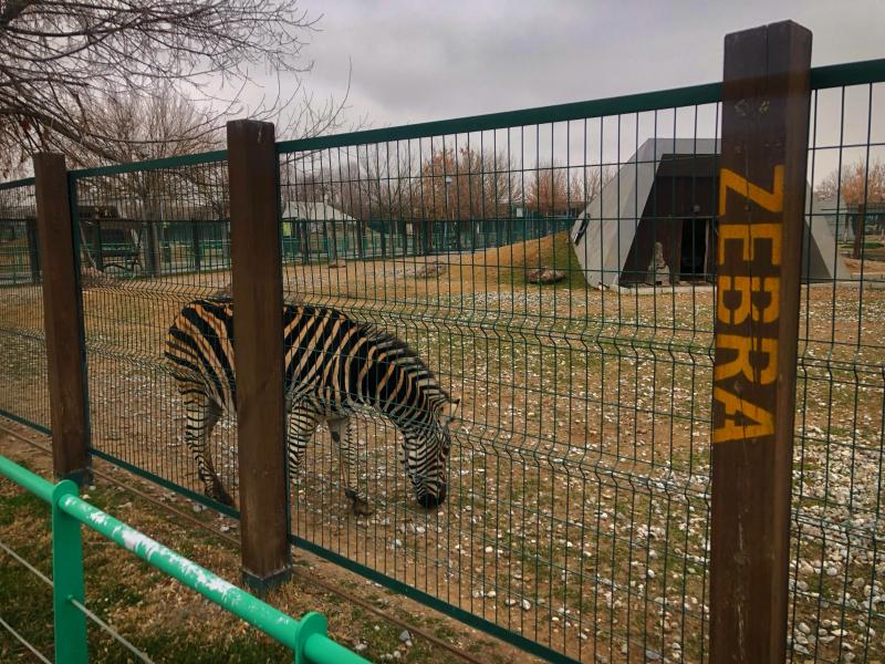 Kayseri Hayvanat Bahçesi Zebra