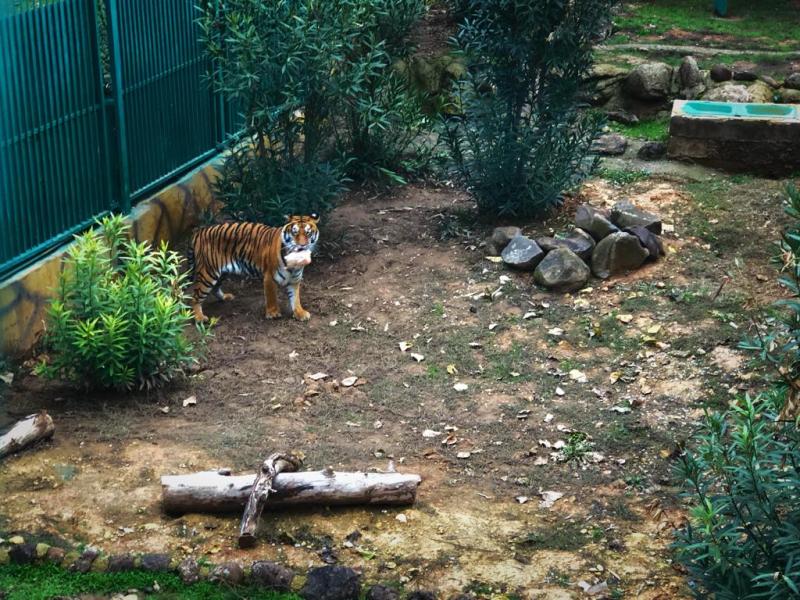 Gaziantep Hayvanat Bahçesi kaplan
