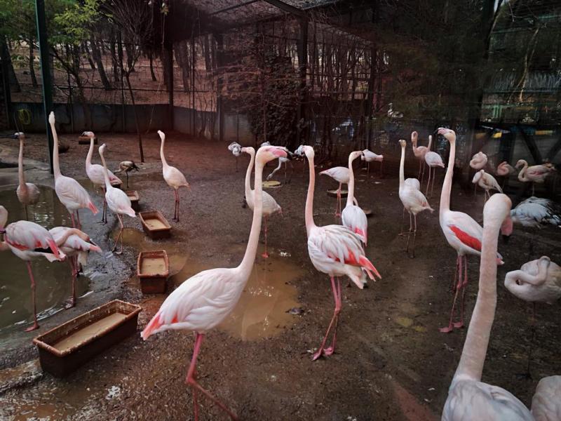 Gaziantep Hayvanat Bahçesi flamingo