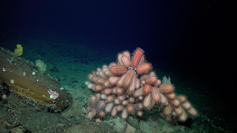 Dermechinus kestaneleri