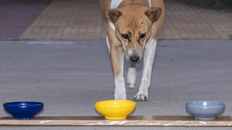 Köpek
