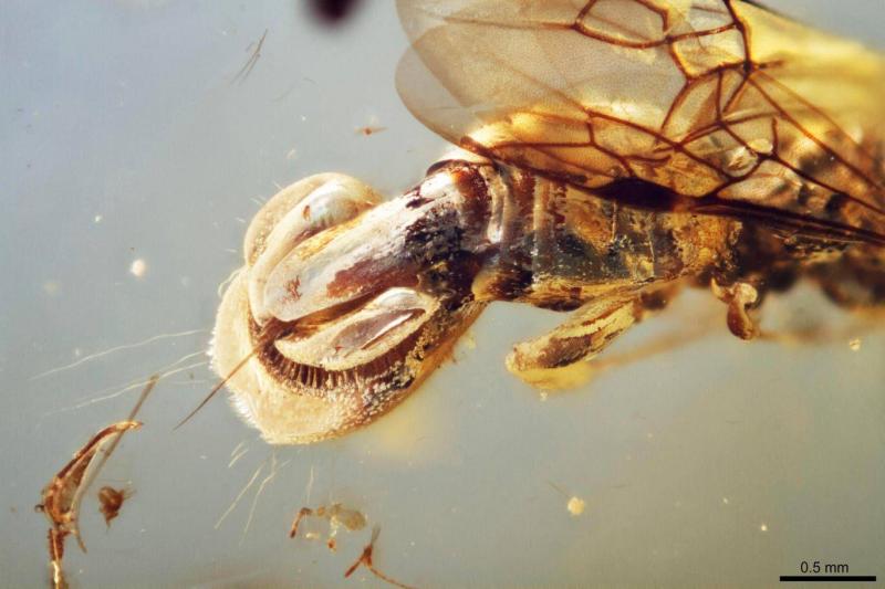 Sirenobethylus charybdis