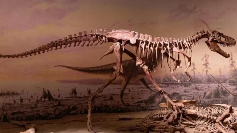 T-rex (Eurekalert)