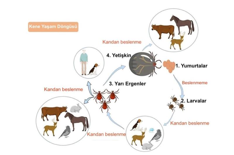 Şekil 1. Kenelerin yaşam döngüsü 