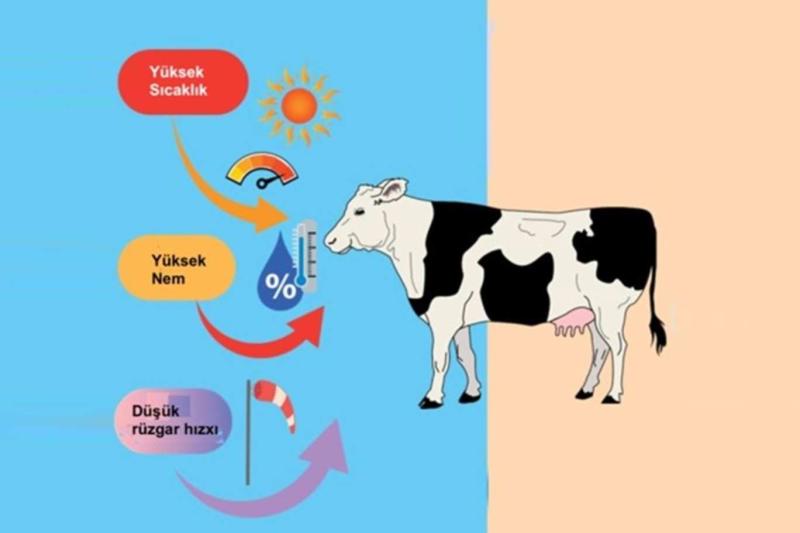 Şekil 2. İnek konforu, davranışı ve refahı