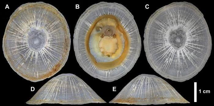 Bathylepeta wadatsumi