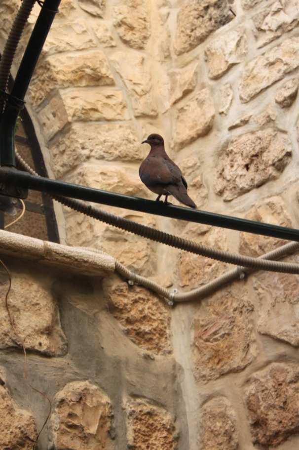 Via Dolorosa (Acılar Yolu) k / Fotoğraf: İbrahim Beyazoğlu