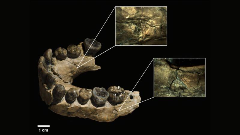 Homo habilis 