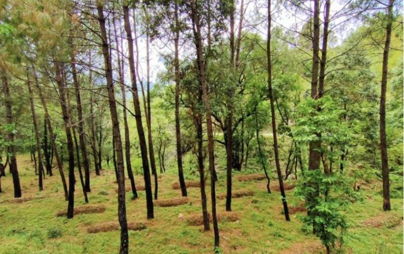 Resim 2. Ormanlarda yağmur suyu hasadı için hendekler