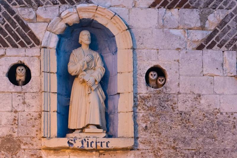 Şehir Kuşları
