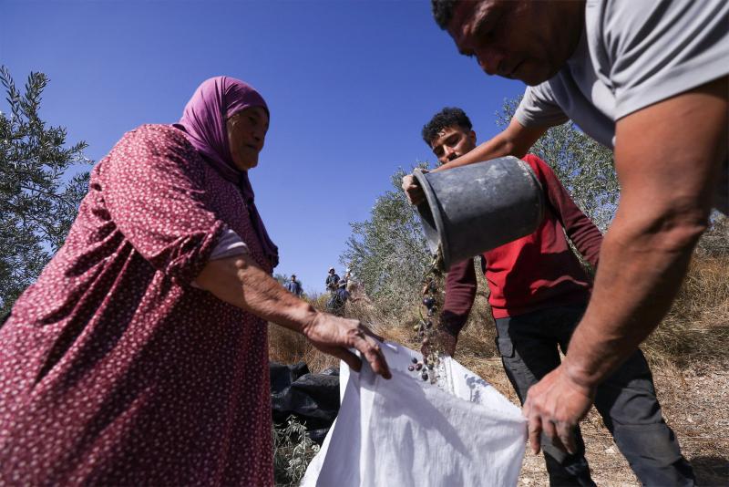 Batı Şeria'da zeytin hasadı - AFP