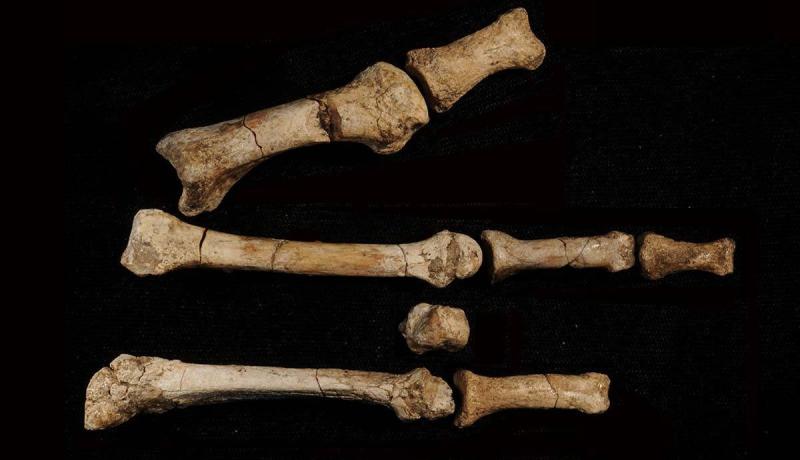 Australopithecus deyiremeda