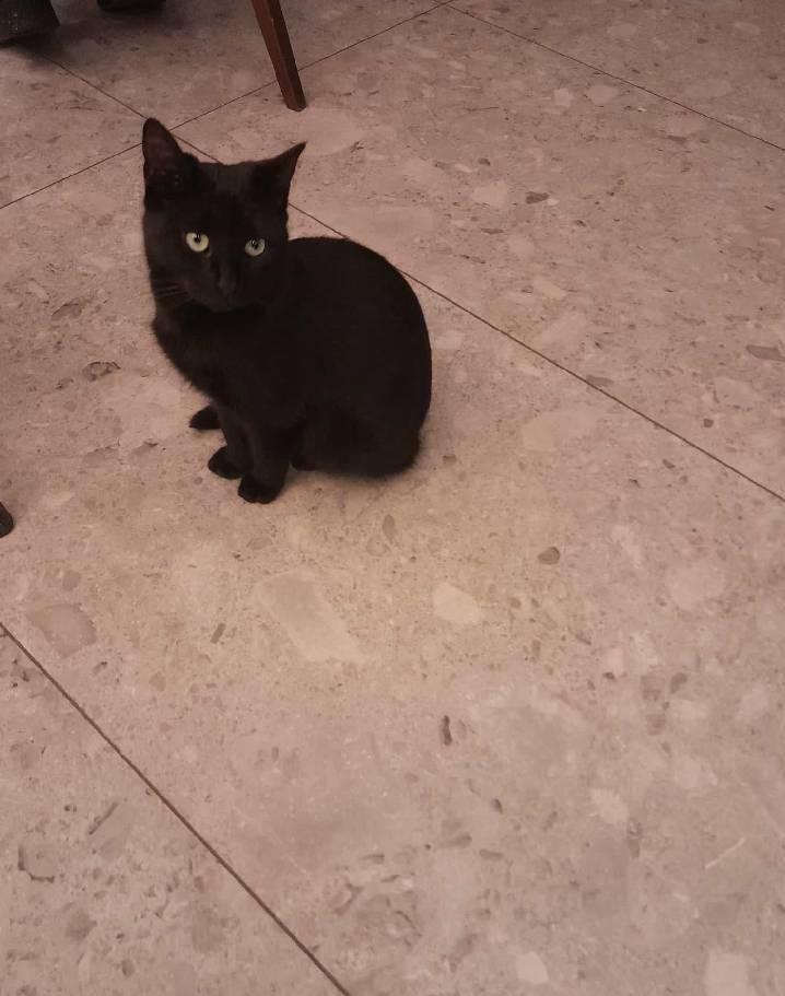 Bu da Akademska Kniga'nın diğer kedisi. Arada bir gidip öteki kediyi dürtüyor