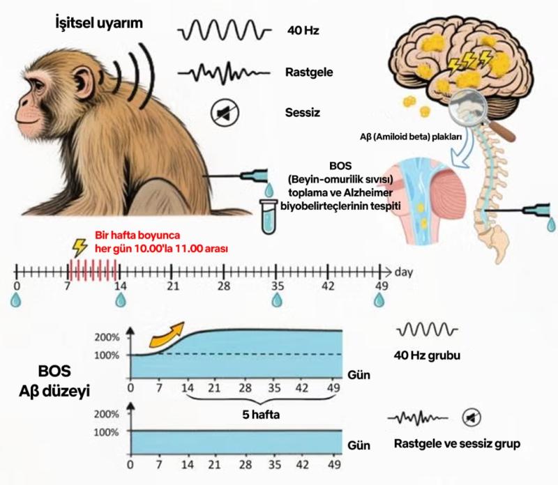 Maymunlara sesli uyarım
