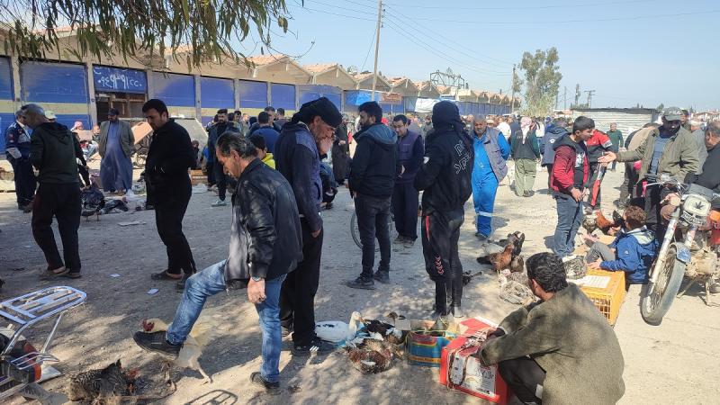 Qamişlo'daki kuş pazarı