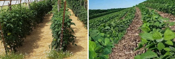 Şekil 6. Doğal bitkilerle ekili tarlalara malçlama uygulaması