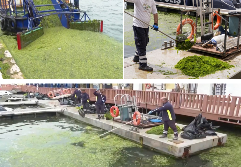 Şekil 1. Deniz marulu temizliği 