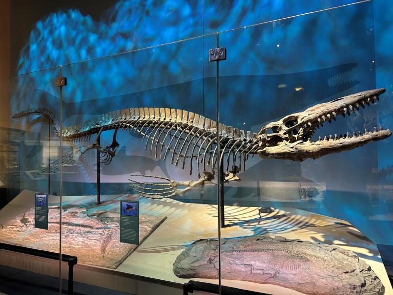 T-rex(perot muzesi)