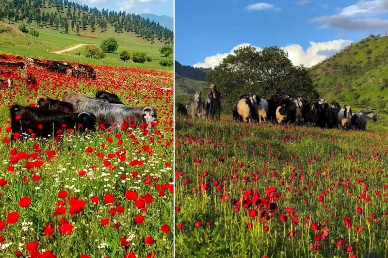 Hatay'ın Hassa ilçesindeki nohut tarlalarında yağışlar sonrası açan kırmızı gelincikler arasında otlayan hayvanlar