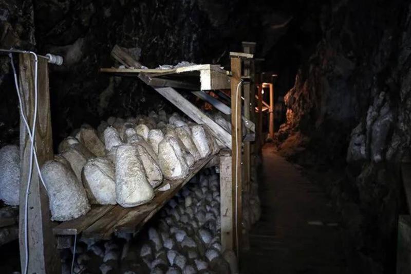 Divle Obruk Mağarası'ndaki raflarda olgunlaşma sürecinin ilk aşamalarında bekletilen geleneksel deri tulum peynirleri / Fotoğraf: AA