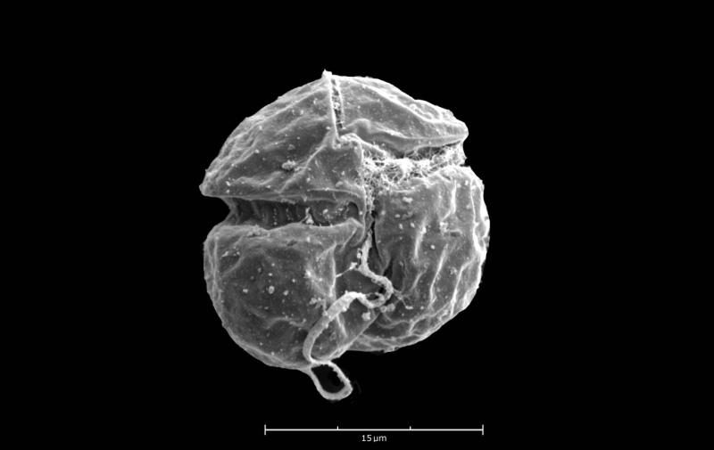 Karenia cristata 