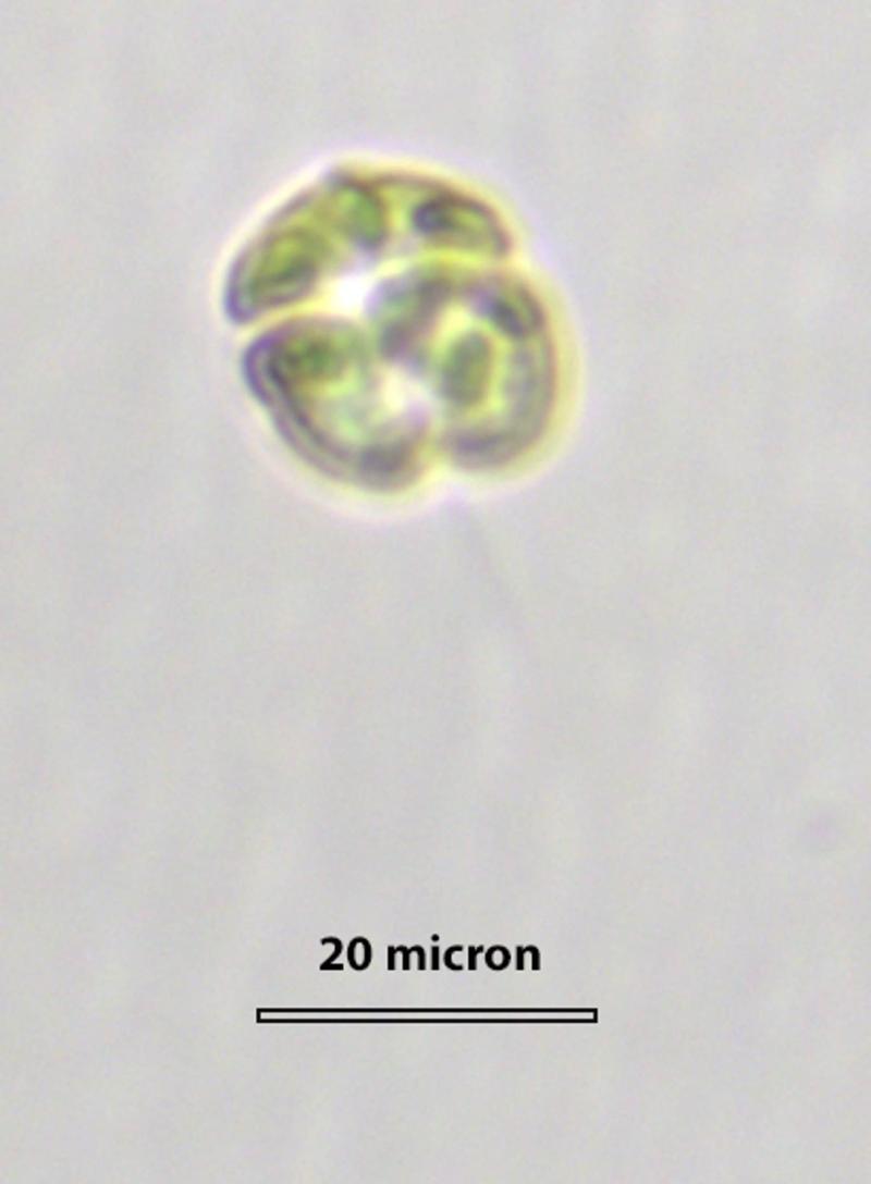 Mikroalg