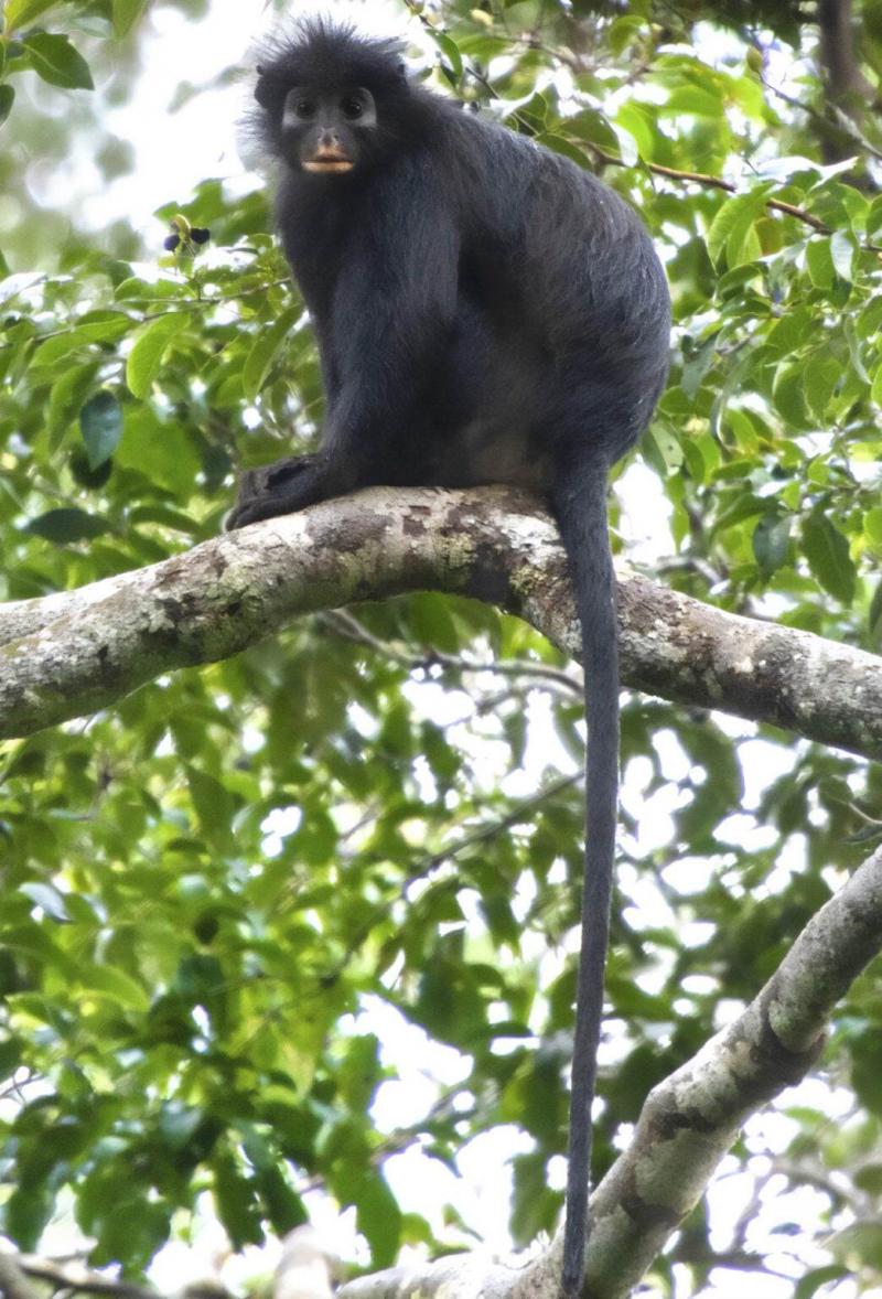 Likweli