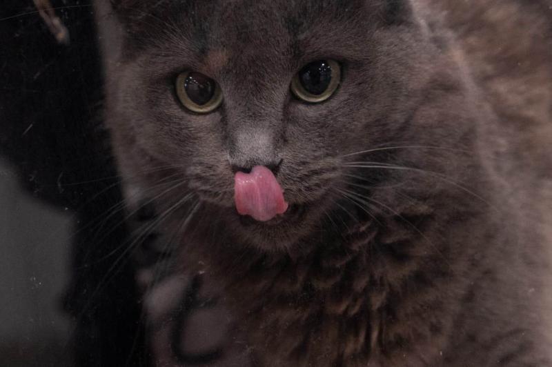 Kedi (AFP)