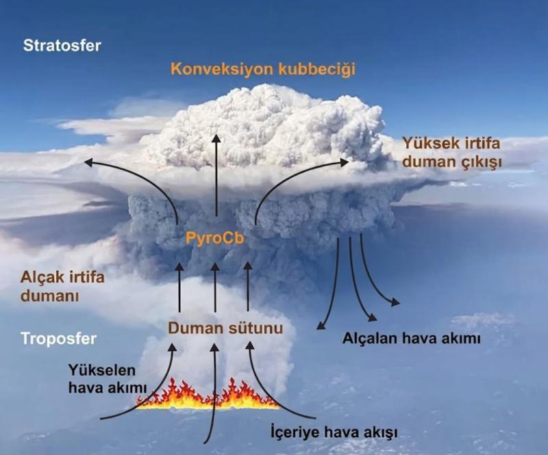 Orman yangını 