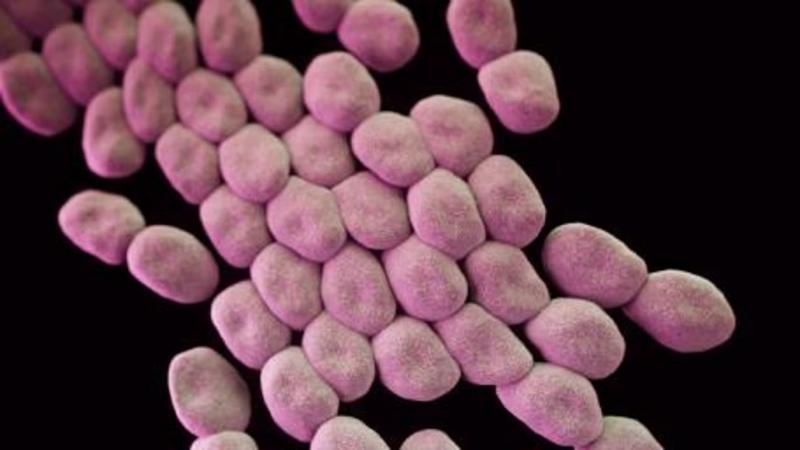 Acinetobacter baumannii