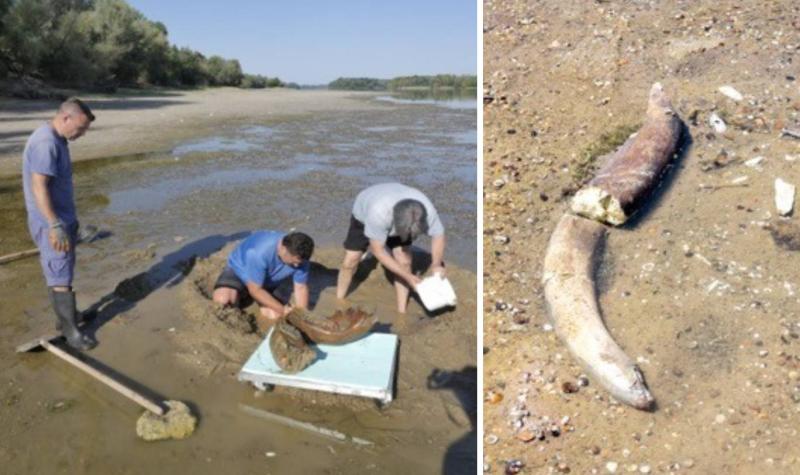 Şekil 3. Buzul Çağı'nda yaşamış bir yünlü mamut