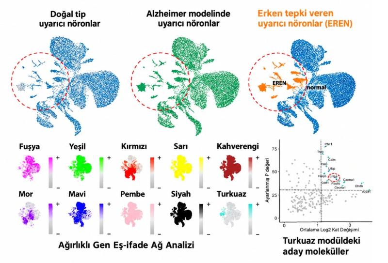 Alzheimer modeli