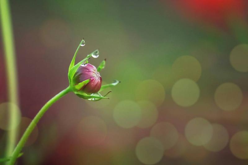 Çiğ damlasını çiçeğe zarar vermeden hareket ettirme ödevi, Madam Pylinska'nın Éric'e verdiği en sıra dışı derslerden biri / Fotoğraf: Prasongsom Punyauppa-Unsplash