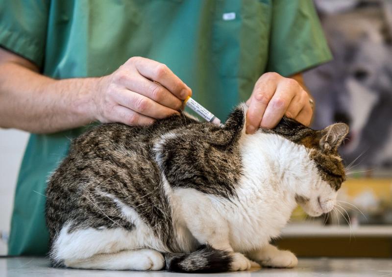 Aşılanan kedi (AFP)