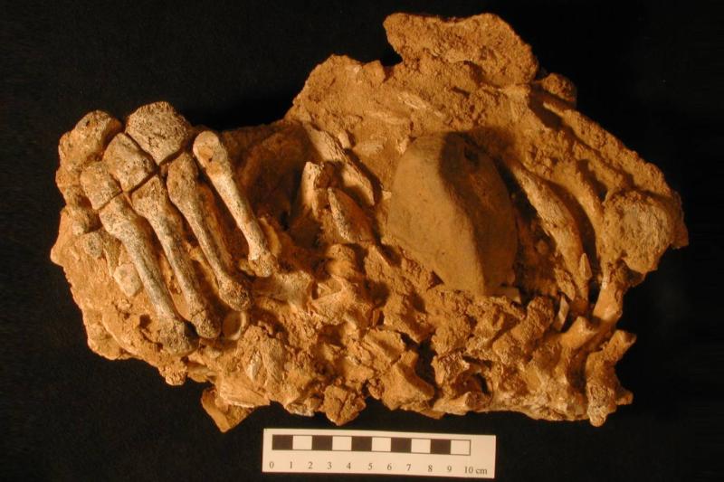 İspanya'nın Asturias bölgesindeki El Sidrón mağarasının derinliklerinde, gün ışığına çıkarılmayı bekleyen Neandertal fosillerinden biri