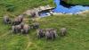 Namibya quot ekinleri ve çiftçileri korumak quot için filleri itlaf