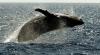 Kambur balina Avustralya'da yüzen bir kadını ciddi şekilde yaraladı