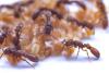 Karıncaların quot süt quot ürettiği ilk kez gözlemlendi