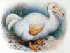 Genetikçiler nesli 17 yüzyılda tükenen ikonik kuş türünü geri getirmek