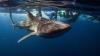 Balina köpekbalığı denizin dibinde kumu emerken görüntülendi