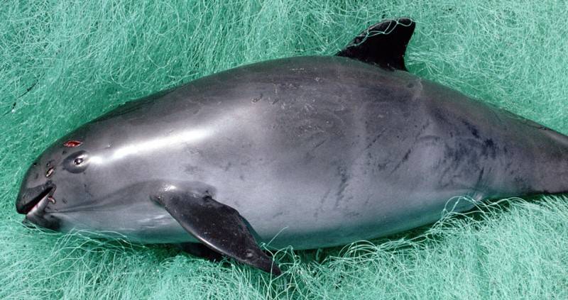 dead-vaquita-porpoise.jpg