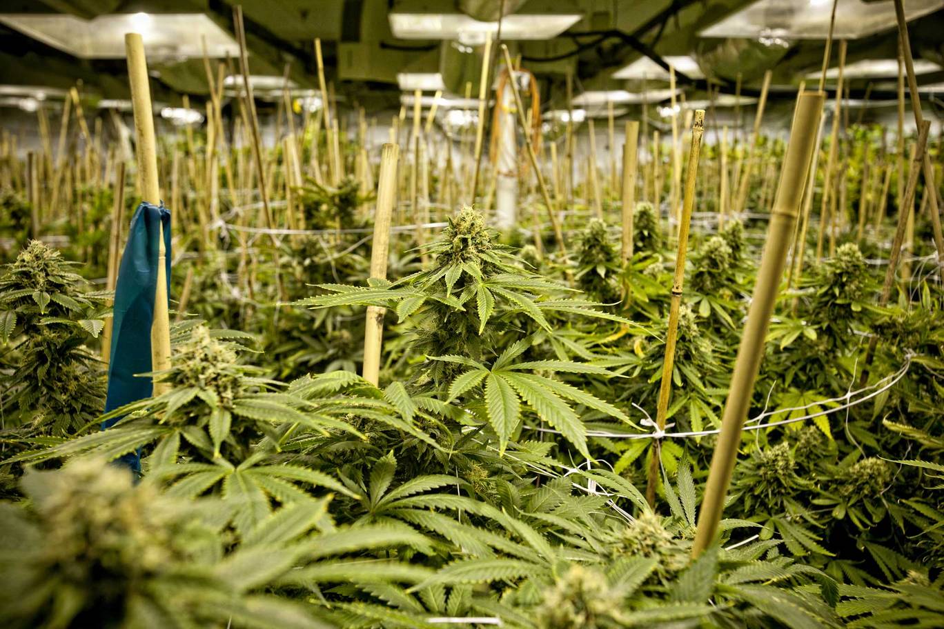Последствия легализации марихуаны в голландии браузер тор и законодательство hydra2web