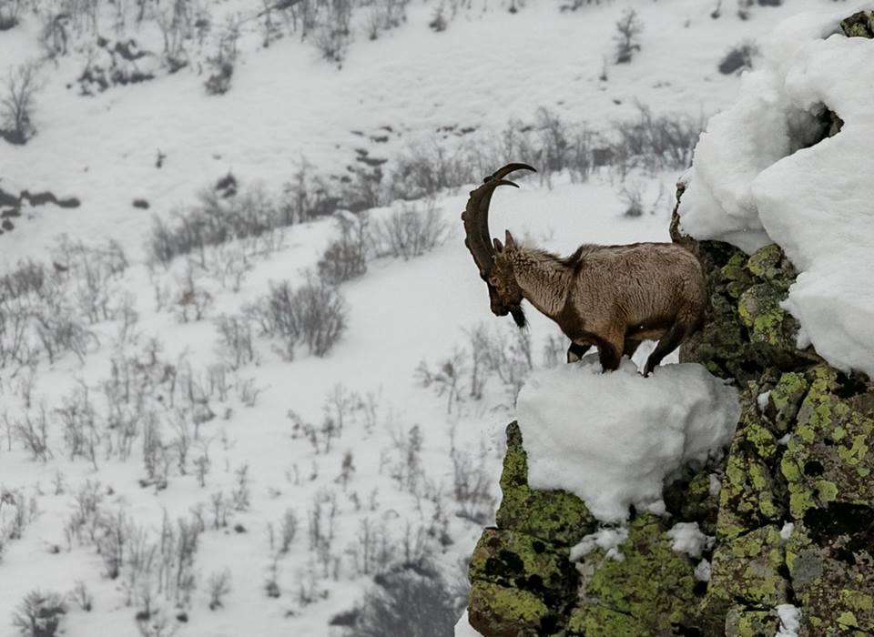 dersim dag kecisi2.jpg