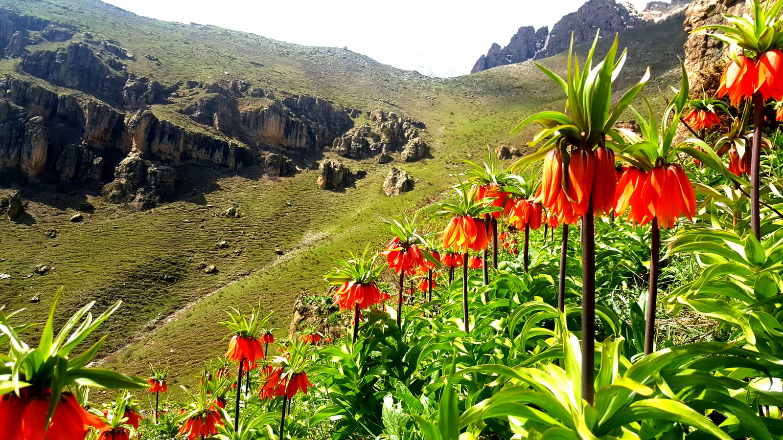 Ters lale, dağları süslemeye başladı (6).jpg