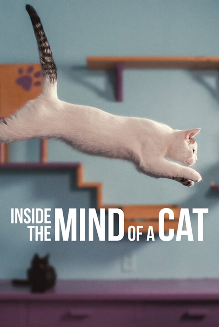 Inside the Mind of a Cat.jpg